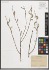 Foto von Salix purpurea L.